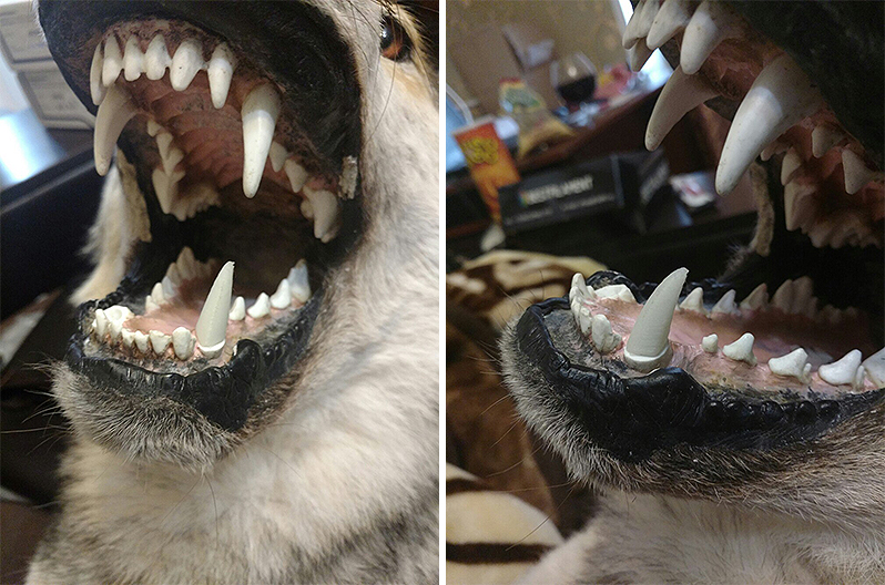 teeth_wolf1.jpg